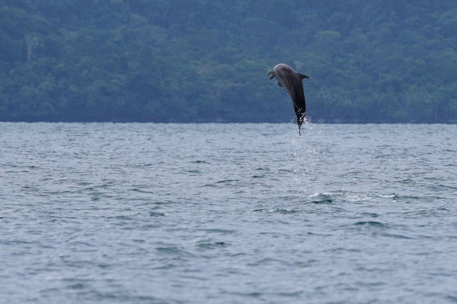Dolphin Quest Costa Rica Villa Piedras Blancas Luaran gambar